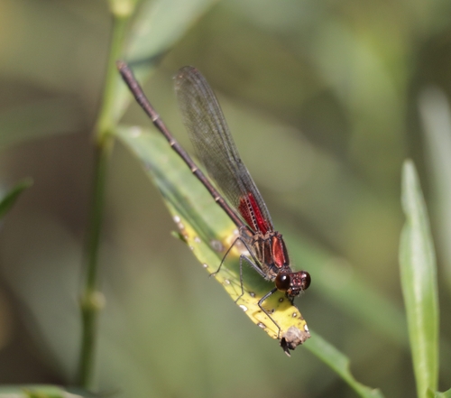 American Rubyspot