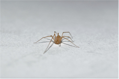 Spermophora senoculata