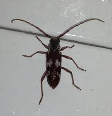 Enaphalodes taeniatus