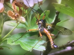 Tanyptera atrata