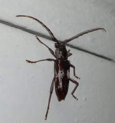 Enaphalodes taeniatus
