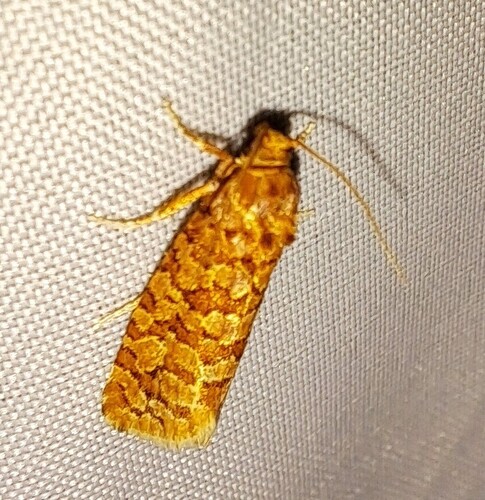 Orange Pine Tortrix, Culemborg, Nederland, photo 8 of 10