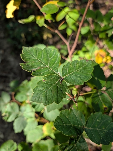 fragrant sumac