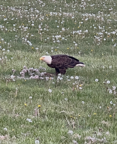 Bald Eagle