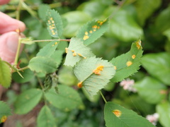 Phragmidium mucronatum