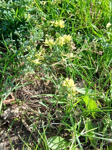 Medicago falcata, photograph 6