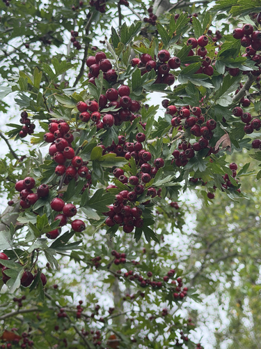 common hawthorn