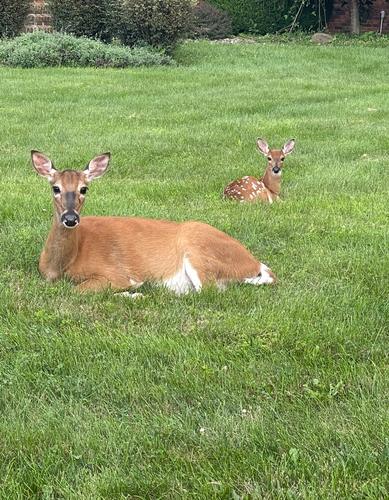 White-tailed Deer