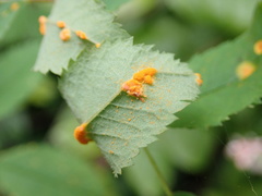 Phragmidium mucronatum