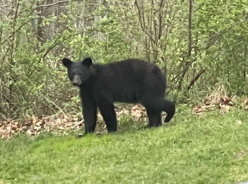 American Black Bear