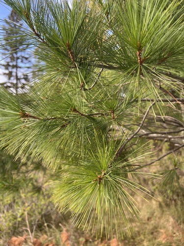 eastern white pine
