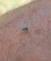 Polydrusus formosus