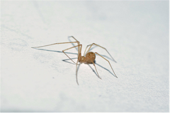 Spermophora senoculata