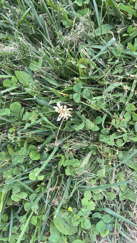 white clover