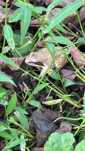 Wood Frog
