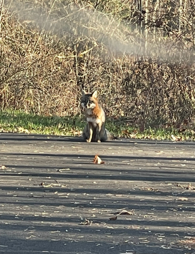 Gray Fox