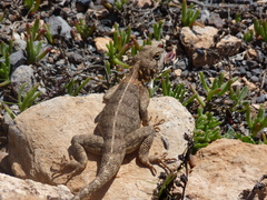 Agama bibronii