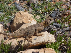 Agama bibronii