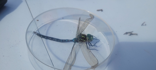 Shadow Darner