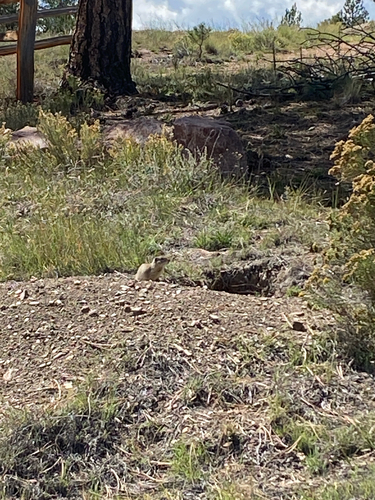 Wyoming Ground Squirrel observed by johngrego