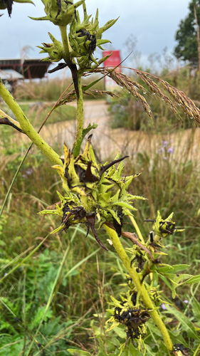compass plant