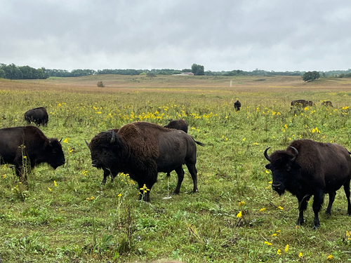 American Bison
