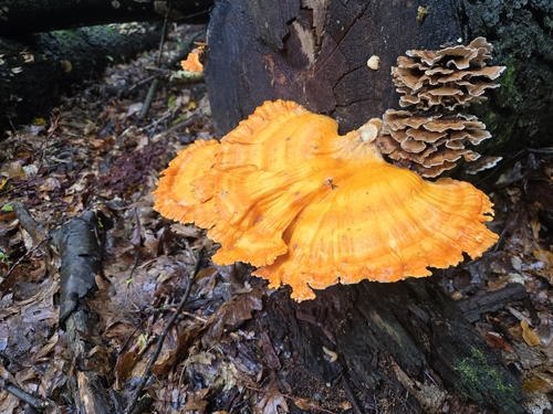 chicken of the woods