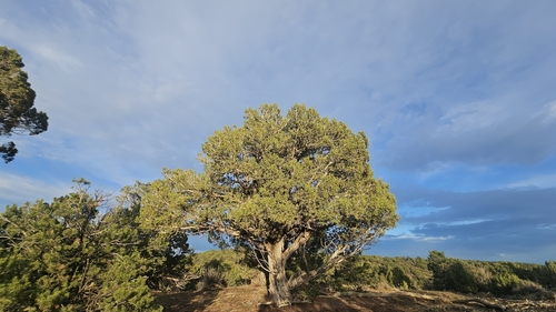 Juniperus osteosperma, photograph 4