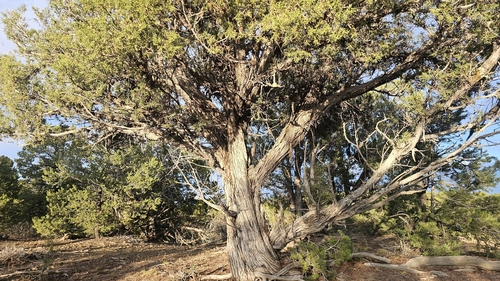 Juniperus osteosperma, photograph 5