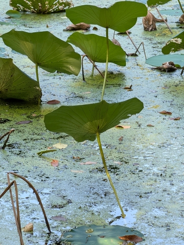 American lotus