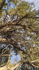 Juniperus osteosperma, photograph (c) Indio Brown, some rights reserved (CC BY)