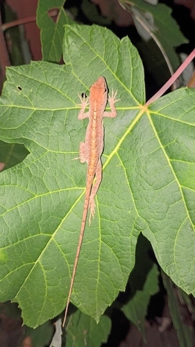 Brown Anole