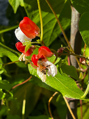 Western Honey Bee