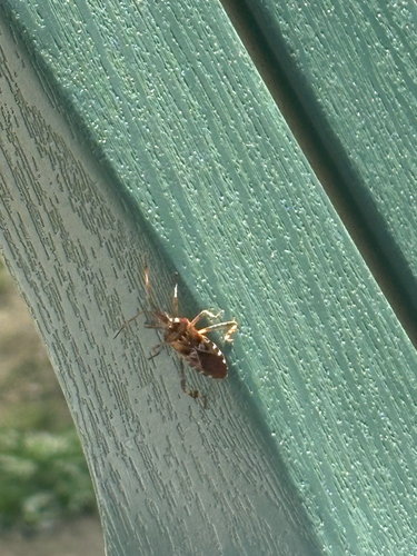 Western Conifer Seed Bug