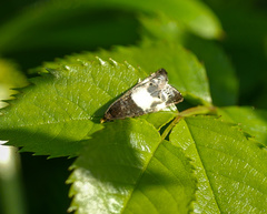 Notocelia cynosbatella