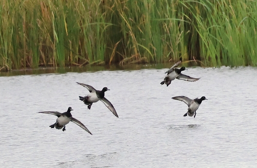 Tufted Duck