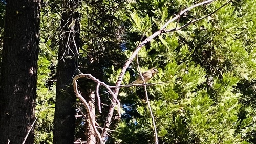 Yellow-rumped Warbler