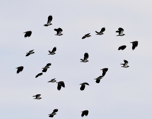Northern Lapwing