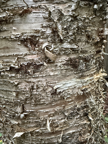Betula alleghaniensis, photograph 3