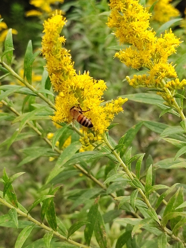 Western Honey Bee
