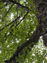 (c) betsyyyy, some rights reserved (CC BY) Betula alleghaniensis, photograph (c) betsyyyy, some rights reserved (CC BY)