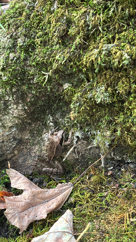 Wood Frog