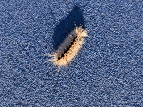 Hickory Tussock Moth