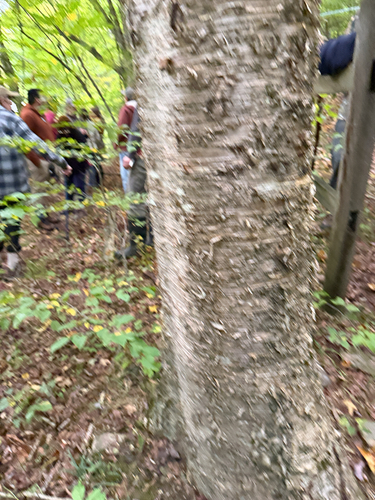 Betula alleghaniensis, photograph 4