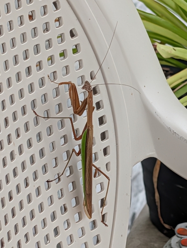 Chinese Mantis