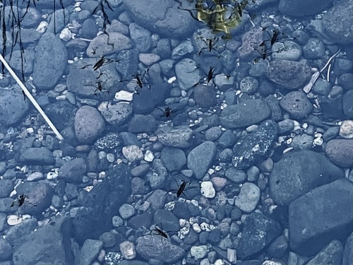 North American Common Water Strider