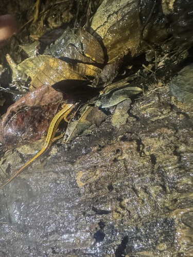 Southern Two-lined Salamander
