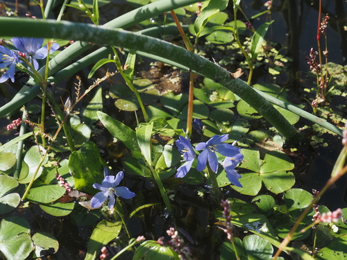 Pontederia korsakowii, 2026-09-19