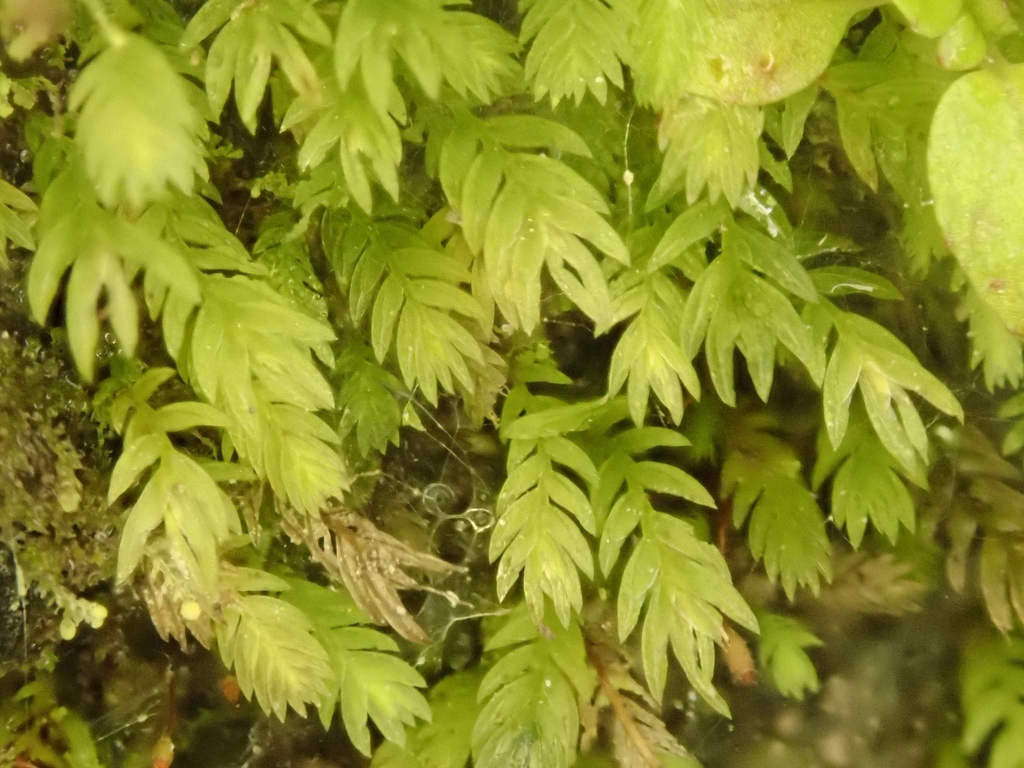 Fissidens blechnoides