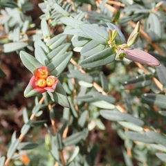Darwinia citriodora, photograph (c) Luke Lythgoe, some rights reserved (CC BY)